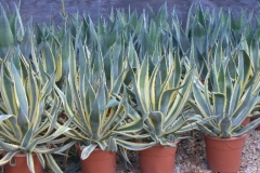 Agave americana