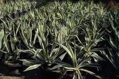 Agave americana