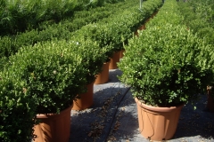 Buxus a palla