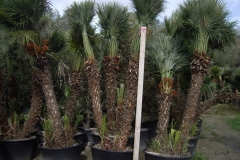 Chamaerops humilis esemplari