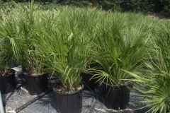 Chamaerops humilis