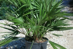 Chamaerops humilis