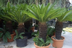 Cycas revoluta