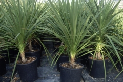 Dracena indivisa (cordyline)