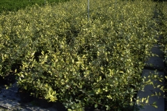 Eleagnus lime light