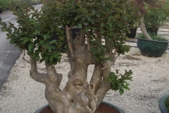 Lagestroemia esemplare
