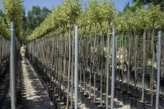 Ligustrum excelsum sup