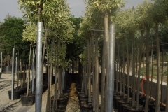 Ligustrum excelsum superbum