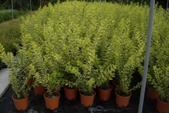 Ligustrum ovalifolia aurea