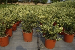 Ligustrum texano