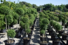 Ligustrum yonandrum 2-3 balls