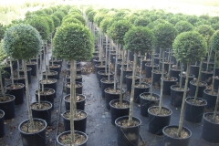 Ligustrum yonandrum