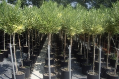 Nerium oleander varieg
