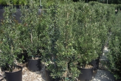 Olea cipressino lt 15 h 130