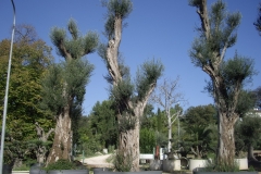 Olea europea esemplare