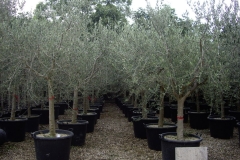 Olea europea