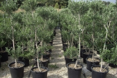 Olea europea pon pon