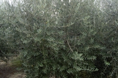 Olea europea zolla