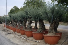 Olea europea