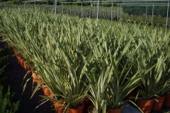 Phormium lt