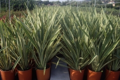 Phormium