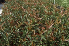 Photinia