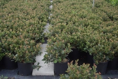 Photinia nana