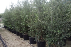 Quercus ilex