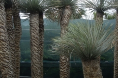 Yucca rostrata h 2,5