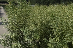 ligustrum excelsum superbum