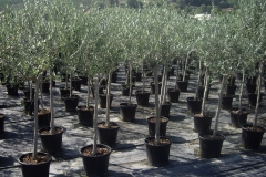 olea europea alb