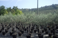 olea europea alb