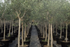 olea europea alb