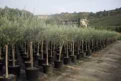 olea europea alb