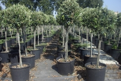 olea europea minifusto