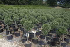 olea europea minifusto a palla