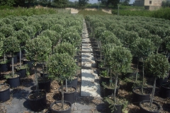 olea europea minifusto a palla