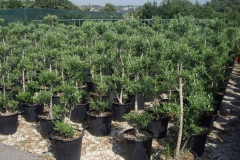 olea europea pon pon