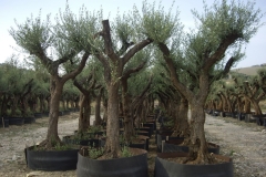 olea europea