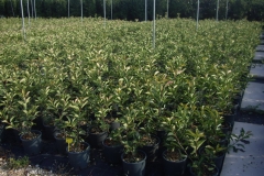 photinia