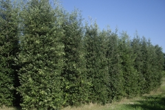 quercus ilex  h 5,00