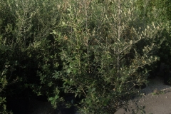 quercus ilex lt 30